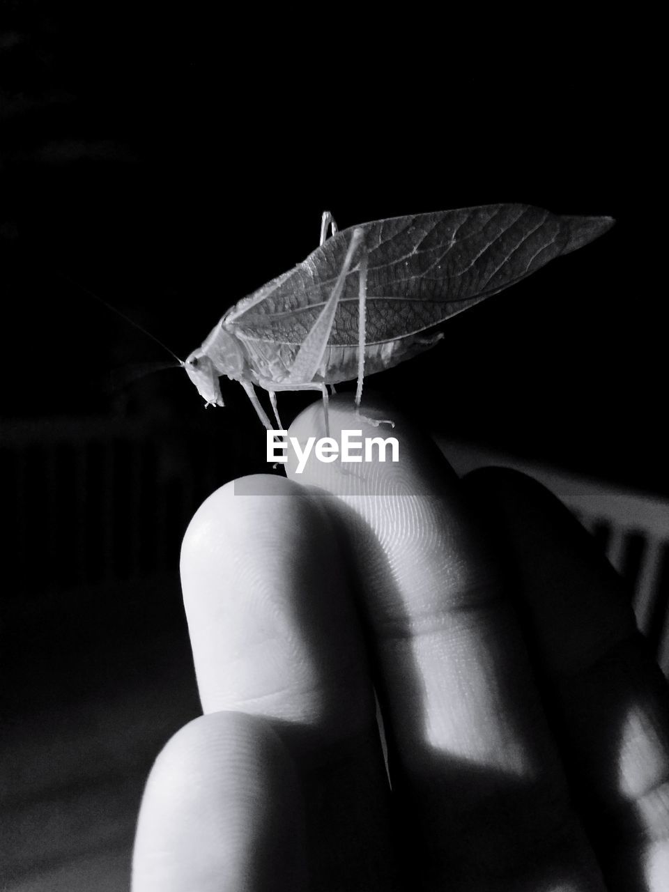 CLOSE-UP OF HAND ON INSECT