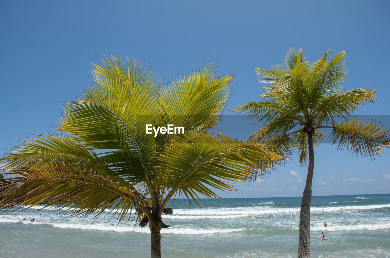 COCONUT PALM TREE ON BEACH AGAINST SKY