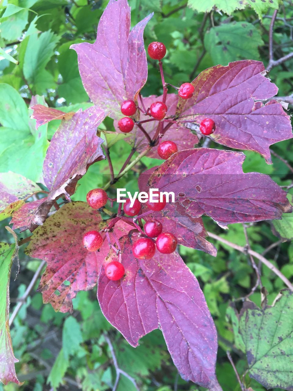 CLOSE-UP OF RED LEAVES