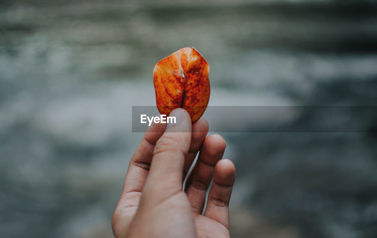 Close-up of person holding leaf