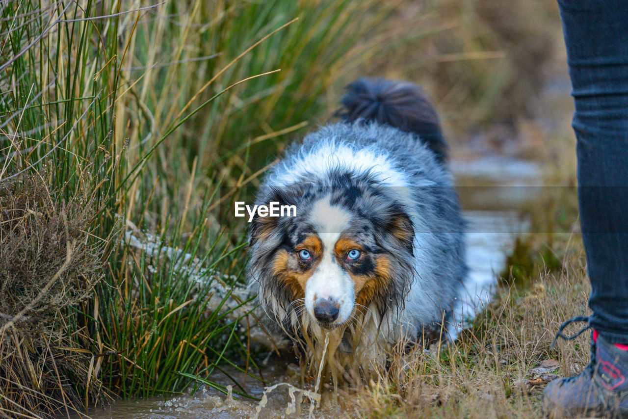 Low section of woman with dog in water