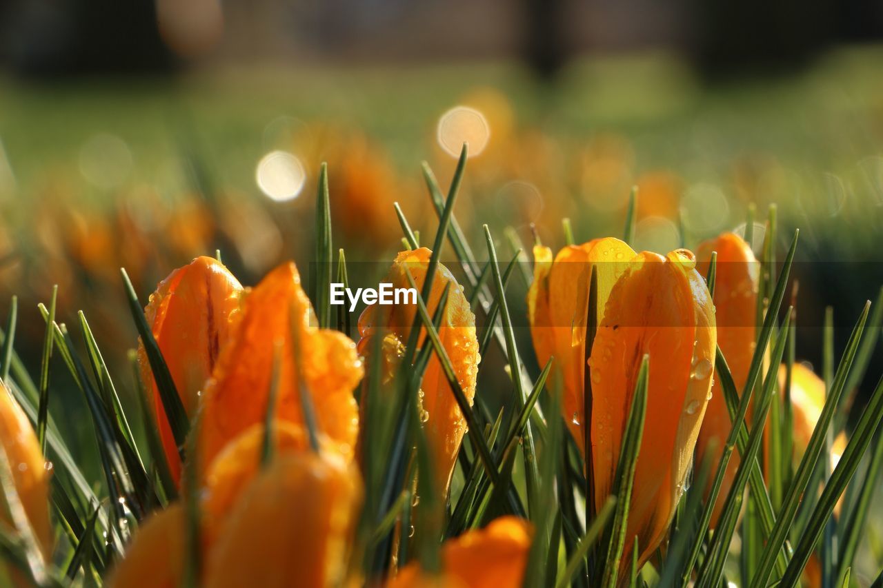 Close-up of wet crocus flowers