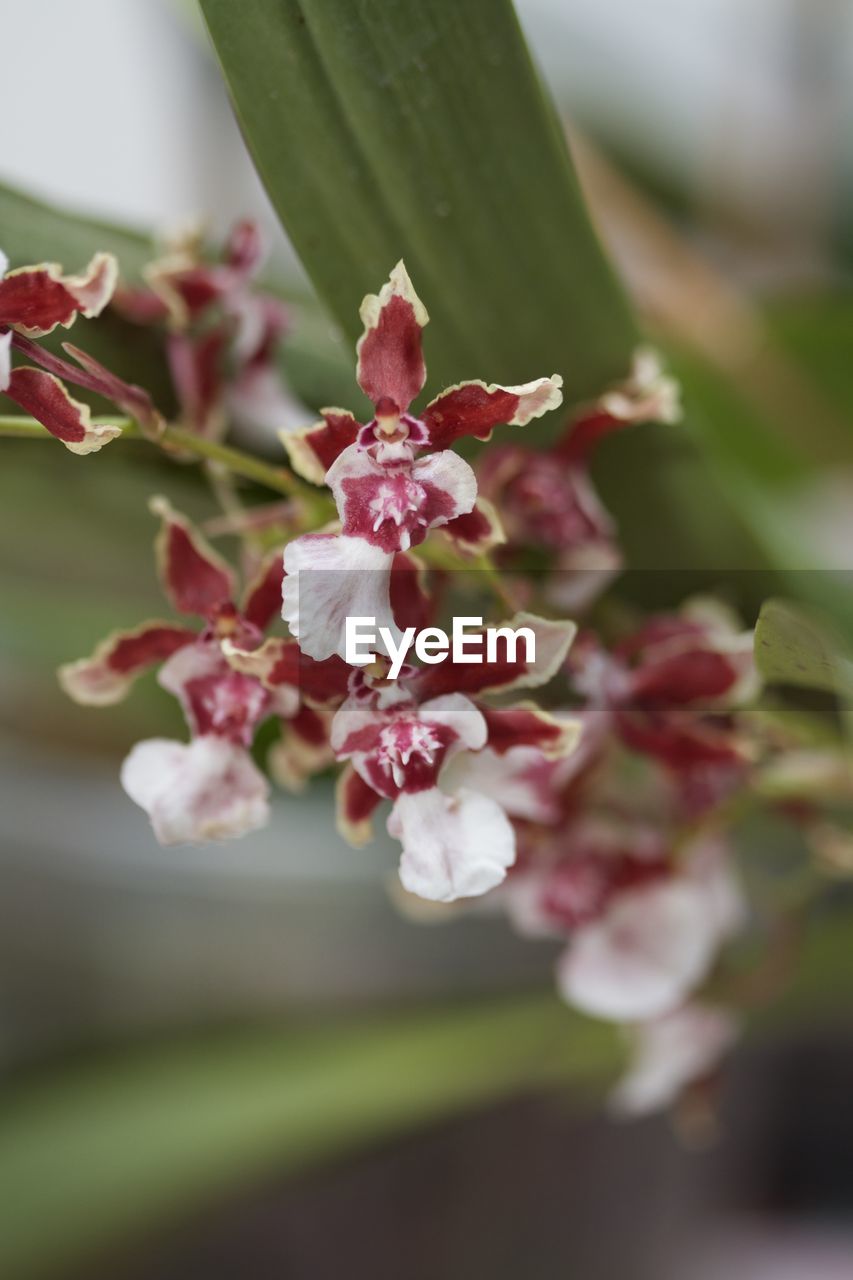 CLOSE-UP OF FLOWER