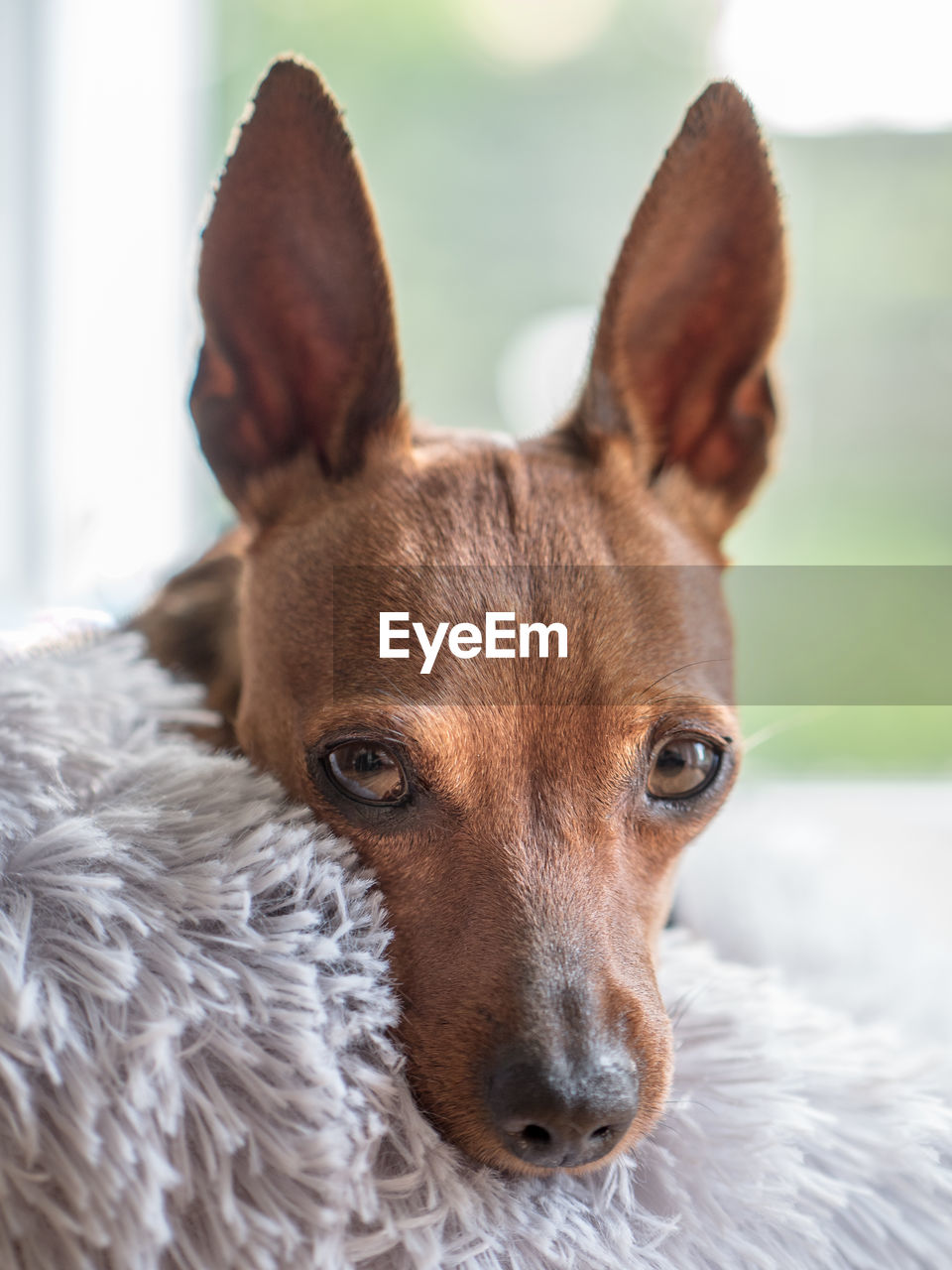 CLOSE-UP OF DOG AT HOME