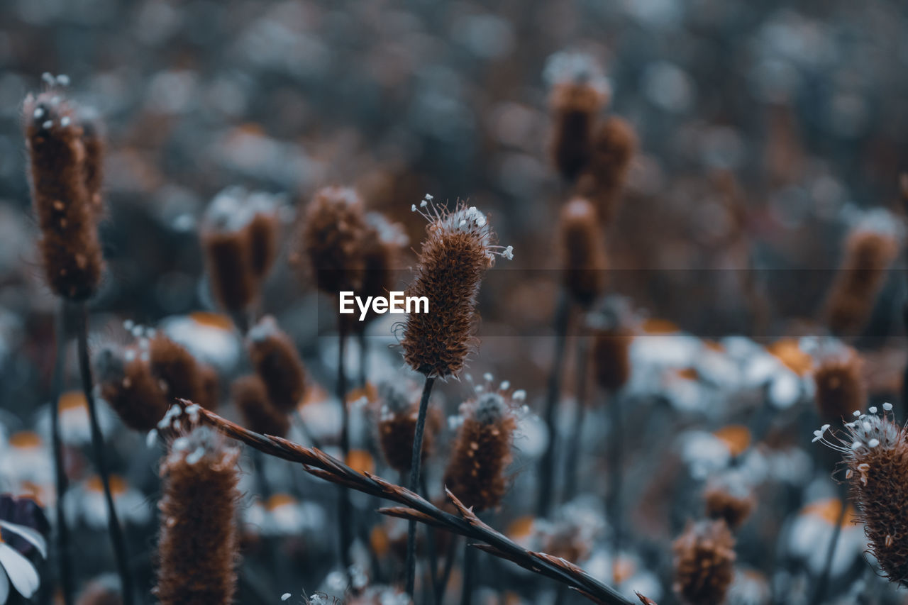 Close-up of wildflowers with moody tones