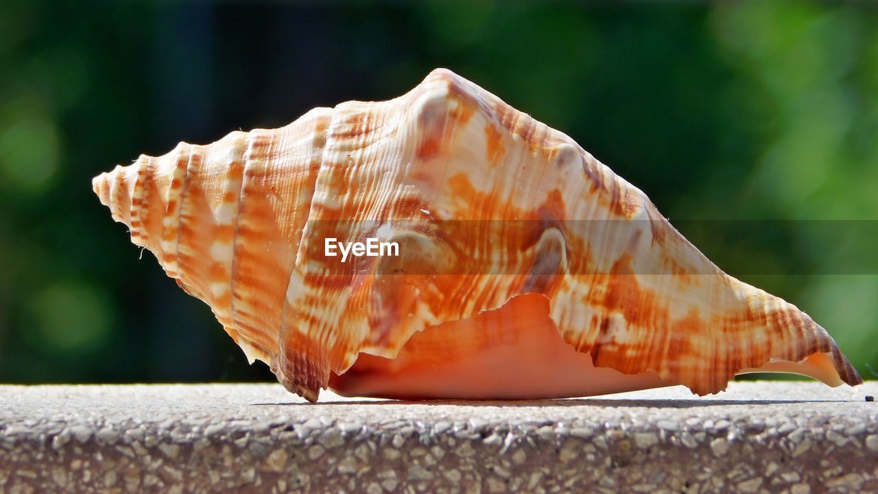 CLOSE-UP OF A SHELL ON A LEAF