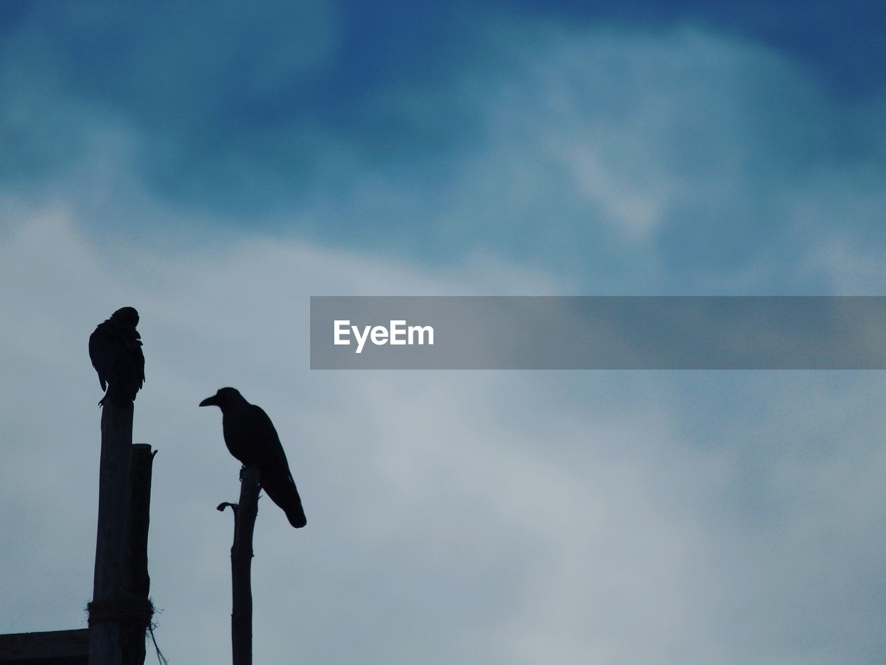 Silhouette of bird against sky