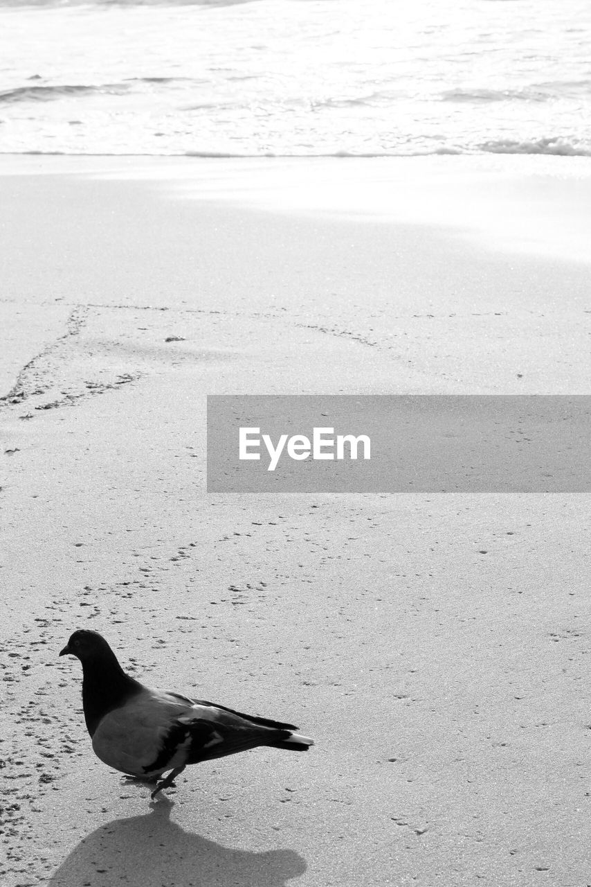 VIEW OF A BIRD ON THE BEACH