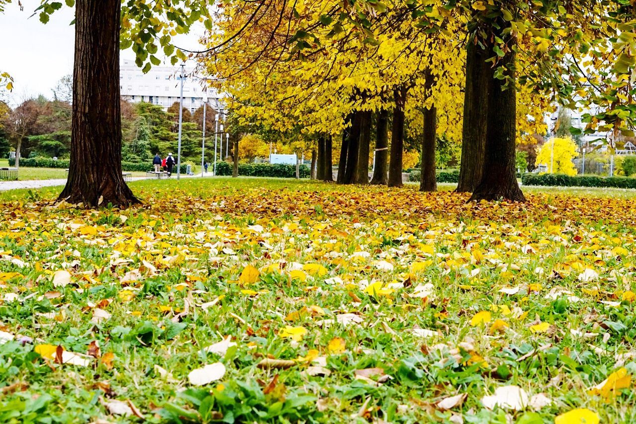 FLOWERS GROWING IN PARK