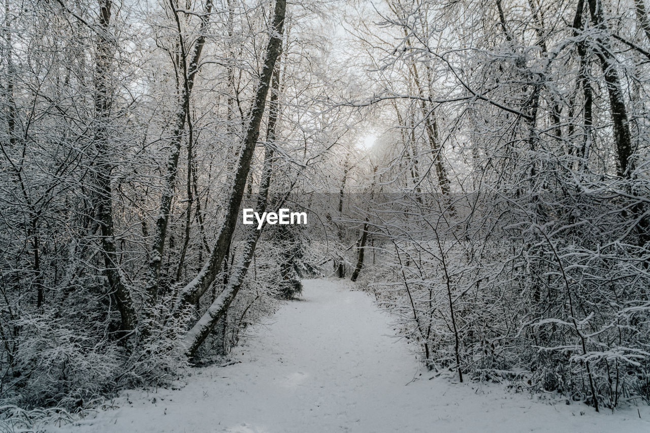 Snow covered trees in forest