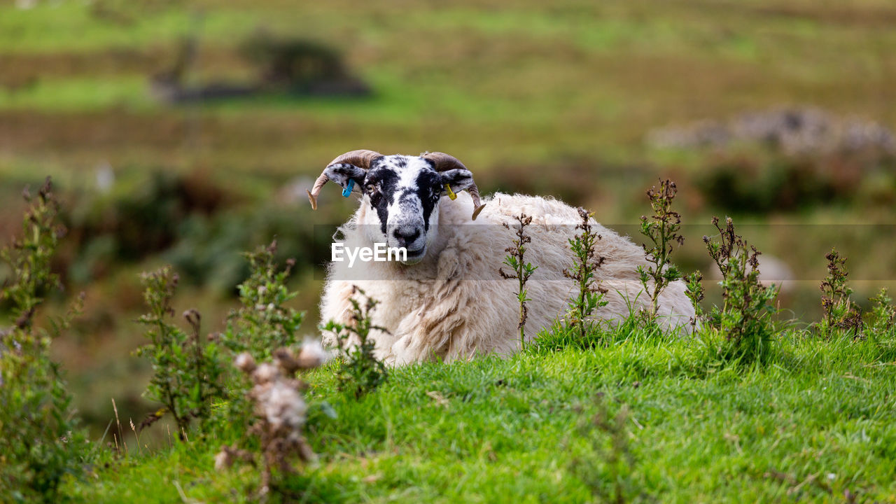 Portrait of sheep sitting on grass