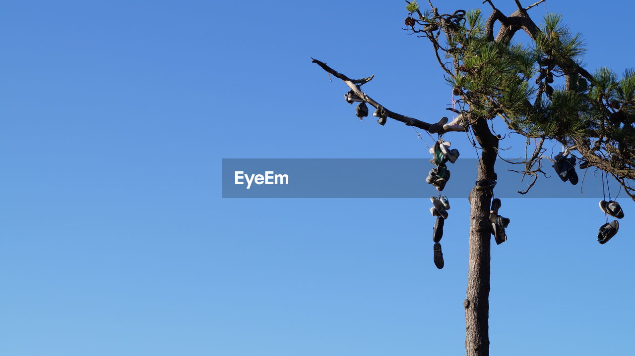 Low angle view of shoes hanging in tree 