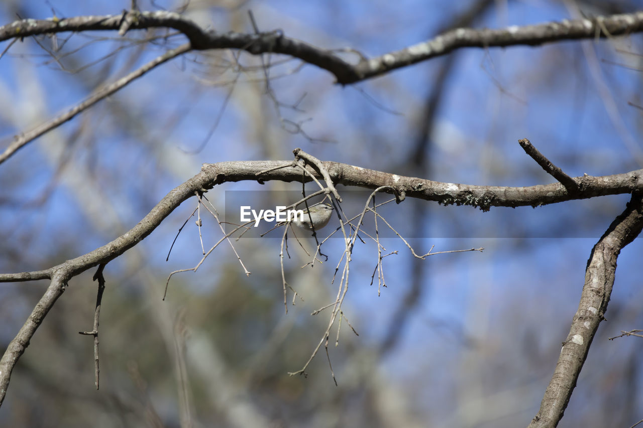 winter, branch, twig, tree, plant, nature, frost, no people, focus on foreground, freezing, leaf, spring, snow, outdoors, day, beauty in nature, bare tree, ice, close-up, tranquility, sky, sunlight, thorns, spines, and prickles, selective focus, autumn, animal