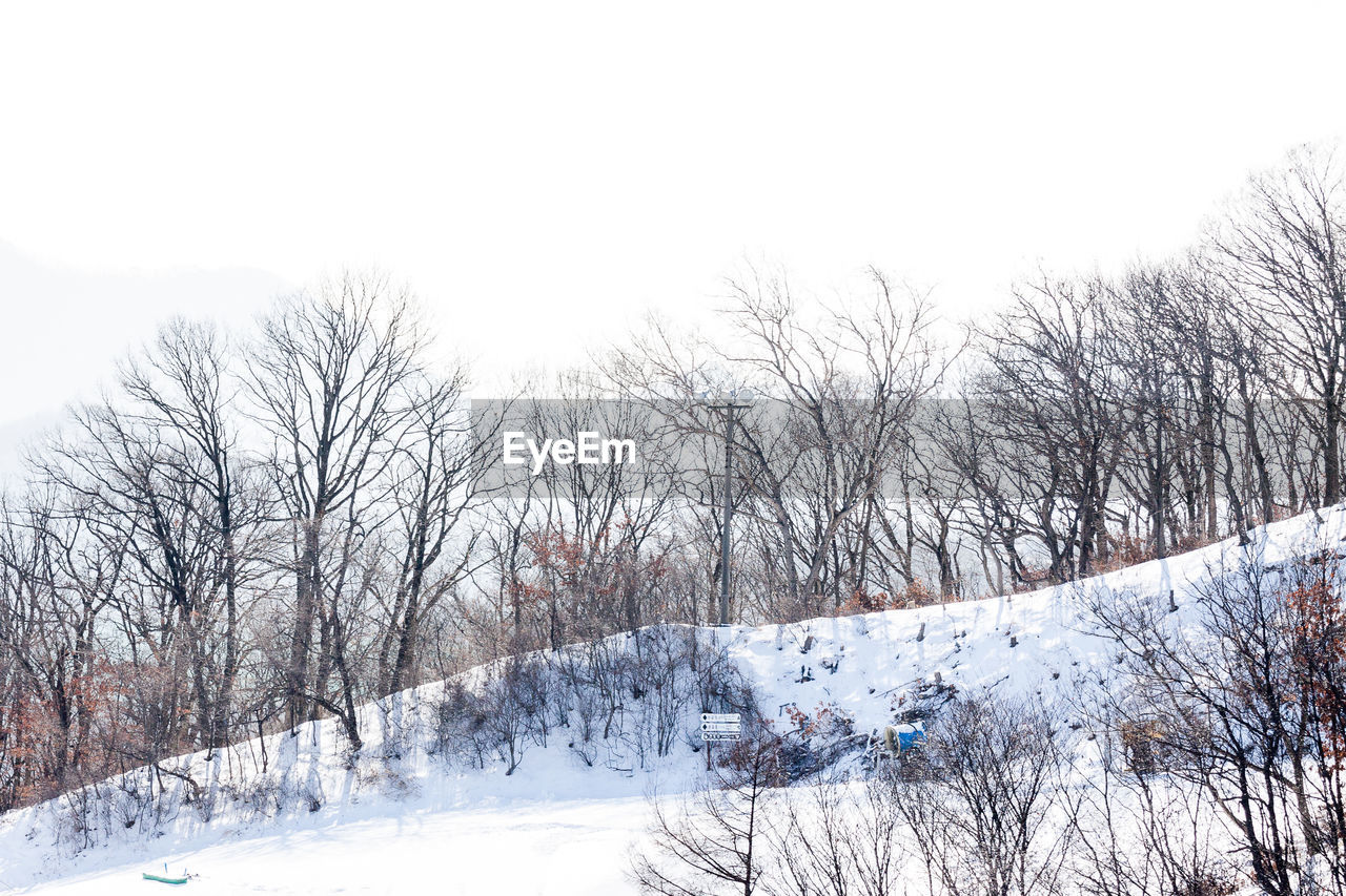 BARE TREES ON SNOW COVERED LANDSCAPE