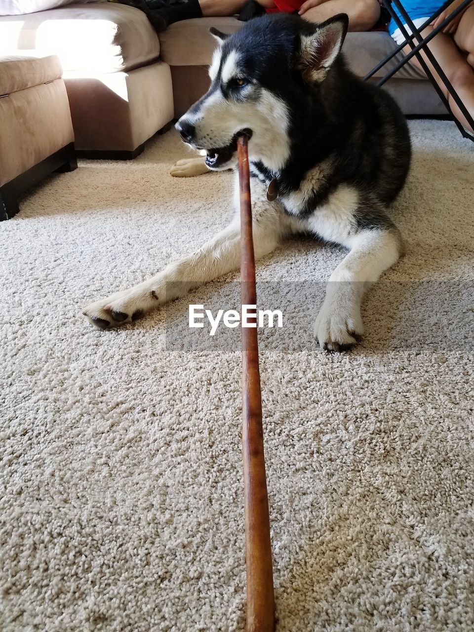 Elevated view of husky playing with stick