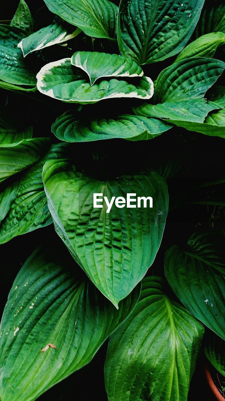 FULL FRAME SHOT OF PLANTS