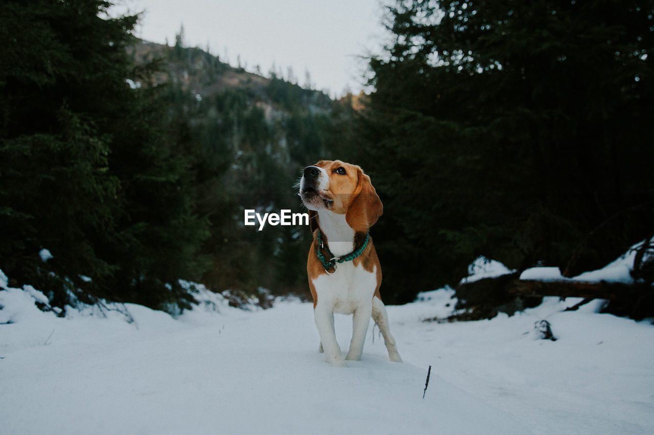 DOG STANDING ON SNOW COVERED TREE