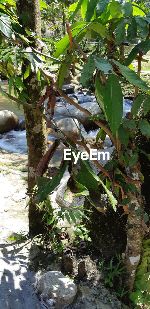 VIEW OF A TREE IN A WATER