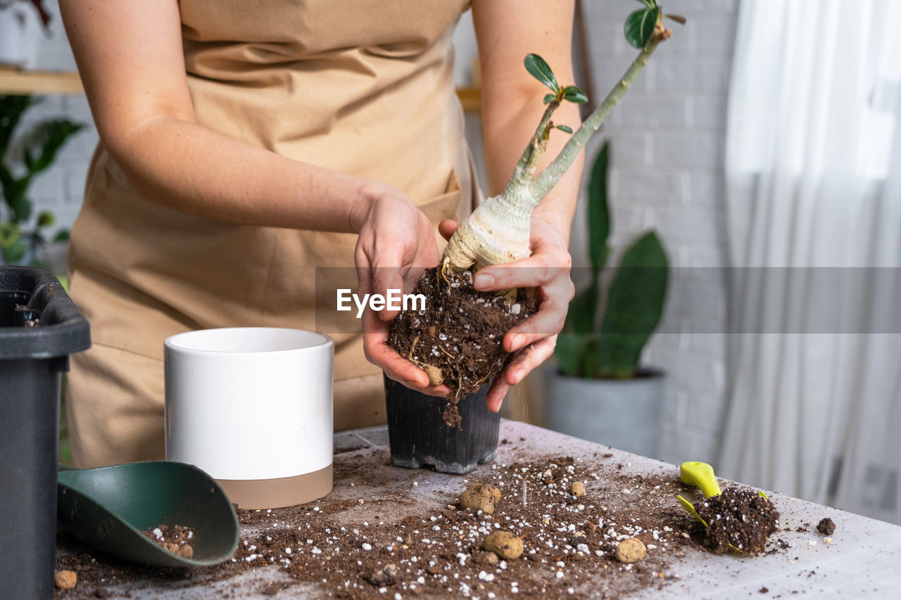 one person, adult, food and drink, food, hand, plant, holding, gardening, indoors, freshness, nature, women, lifestyles, midsection, occupation, standing, organic, growth, potted plant, day, spring, wellbeing