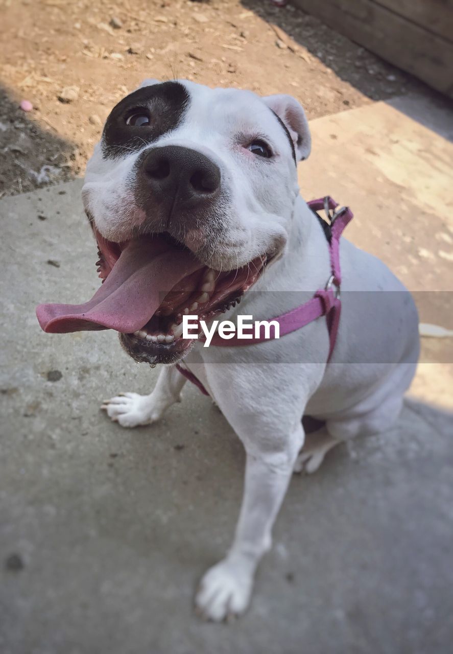 CLOSE-UP PORTRAIT OF DOG ON GROUND