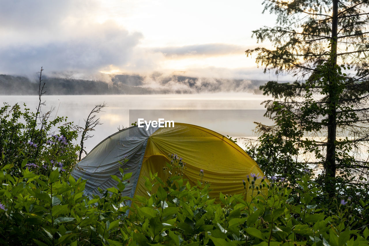 Camping tent near trees on coast of lake during sunrise in countryside