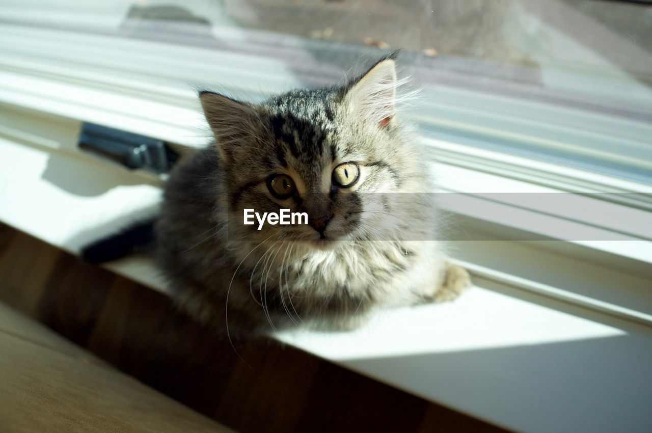 Portrait of kitten sitting on window sill
