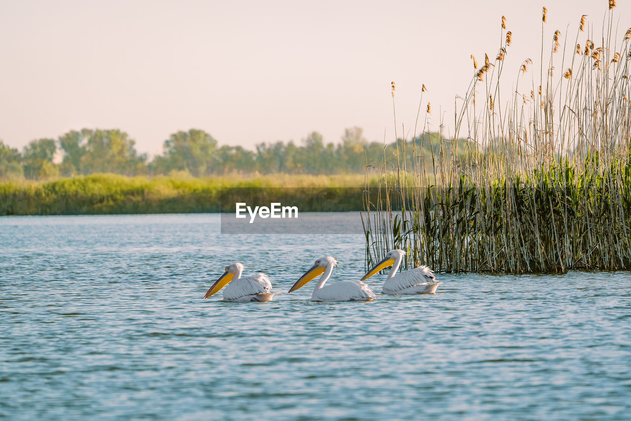 Pelicans in danube delta