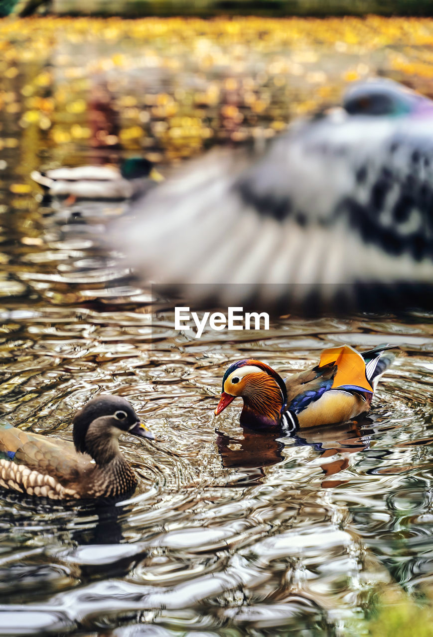 The truly impressive plumage of a male mandarin duck, seen in a duckpond, with other birds