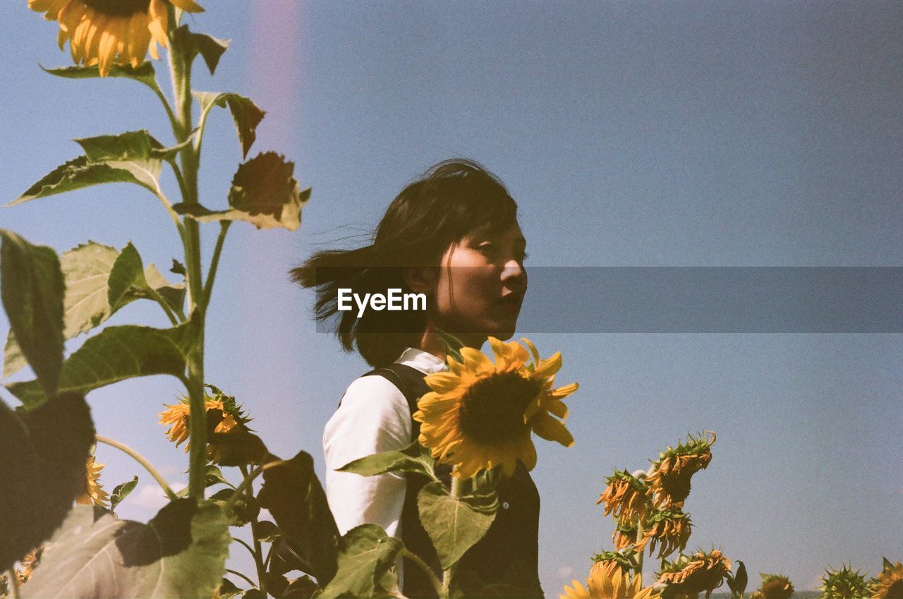 Low angle view of young woman standing amidst sunflowers