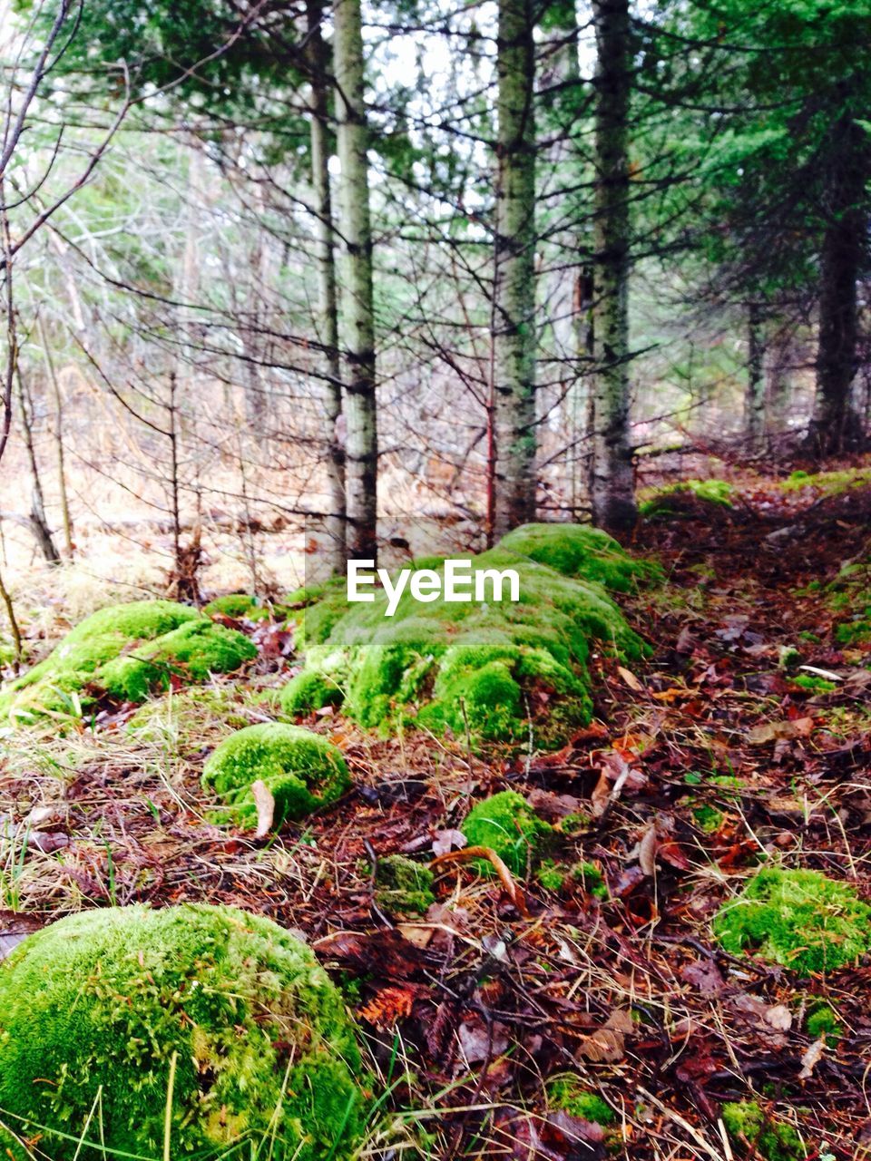 VIEW OF TREES IN FOREST