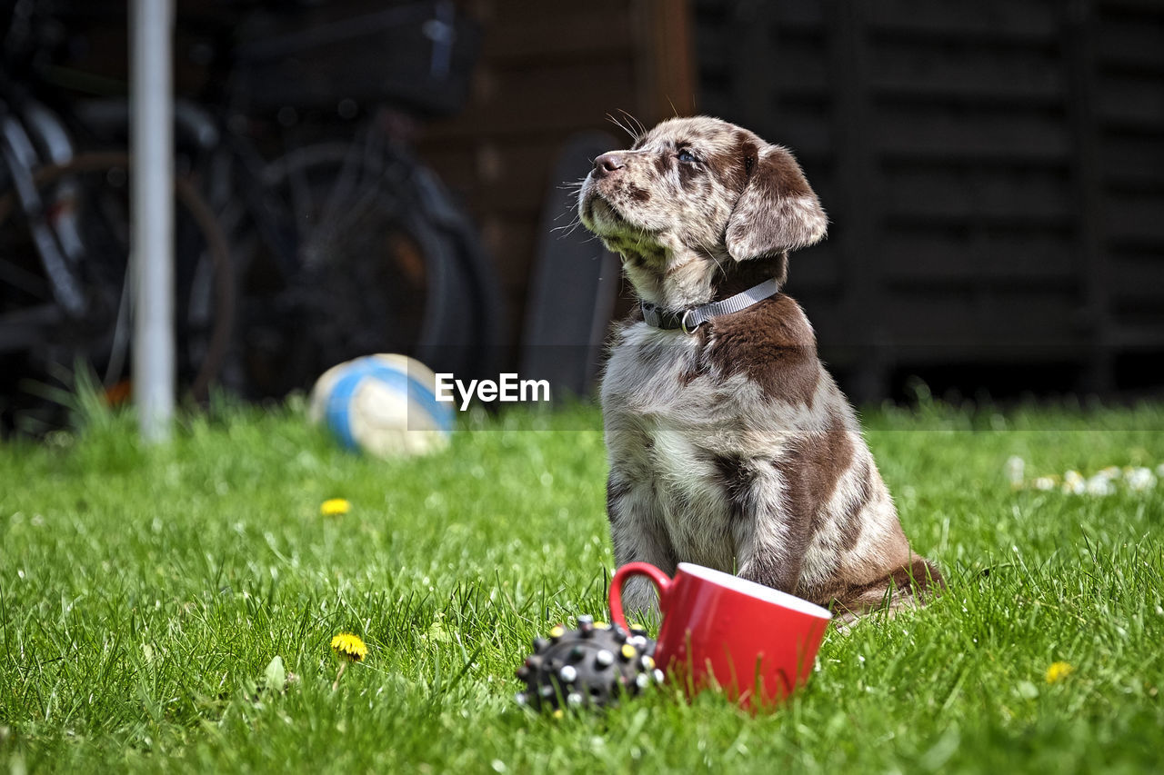 DOG SITTING ON FIELD