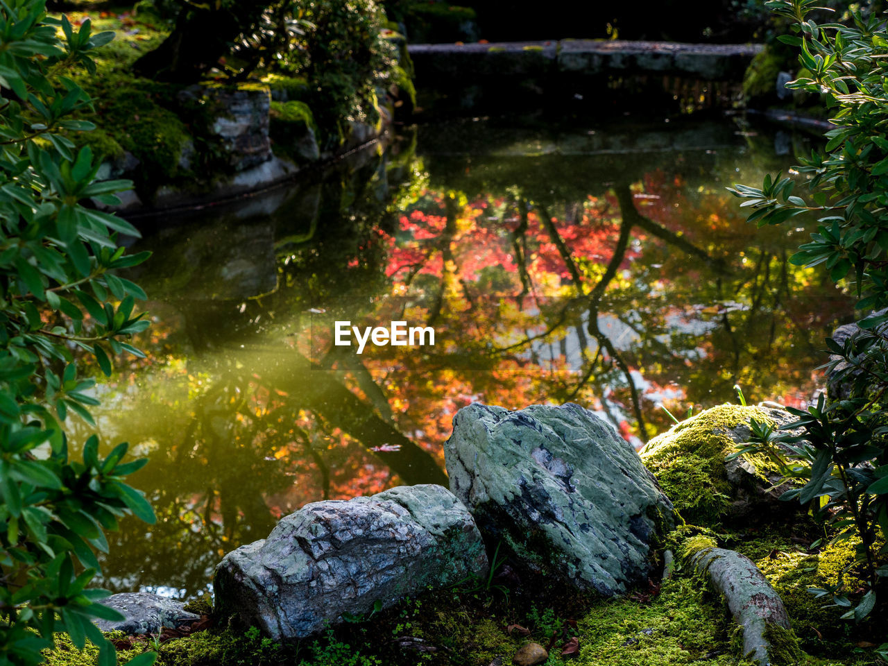 CLOSE-UP OF FISH SWIMMING ON WATER