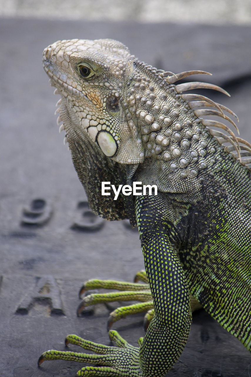 Iguana hangs out while sunning in the san juan puerto rico sun.  