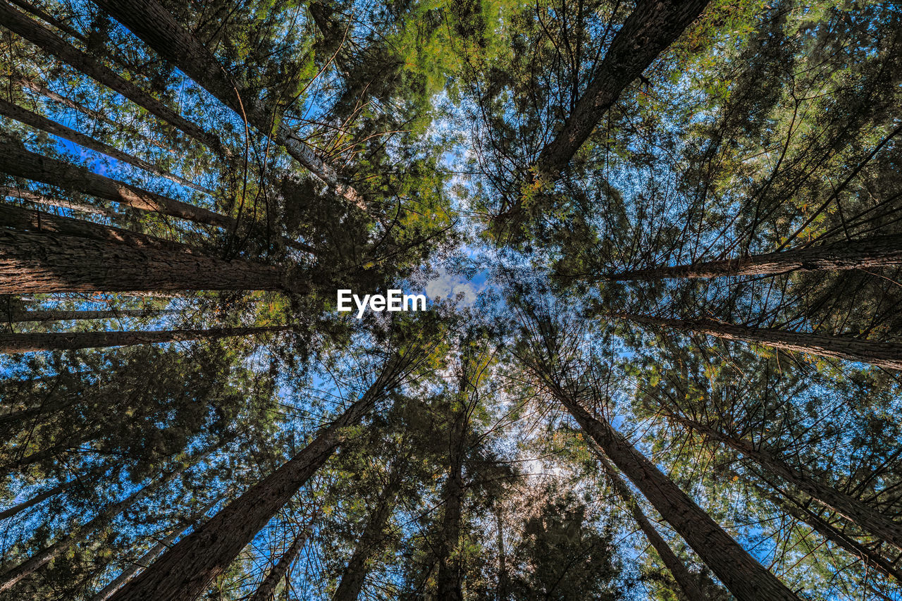 low angle view of trees against sky