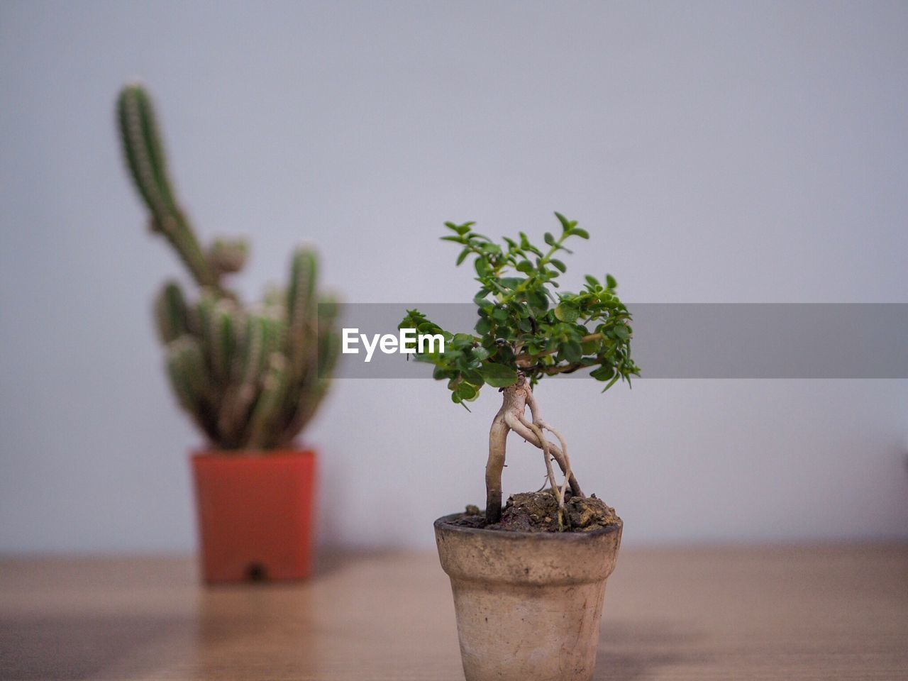 Close-up of small potted plant on table