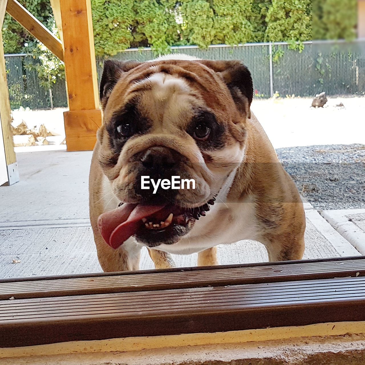 CLOSE-UP PORTRAIT OF DOG OUTDOORS