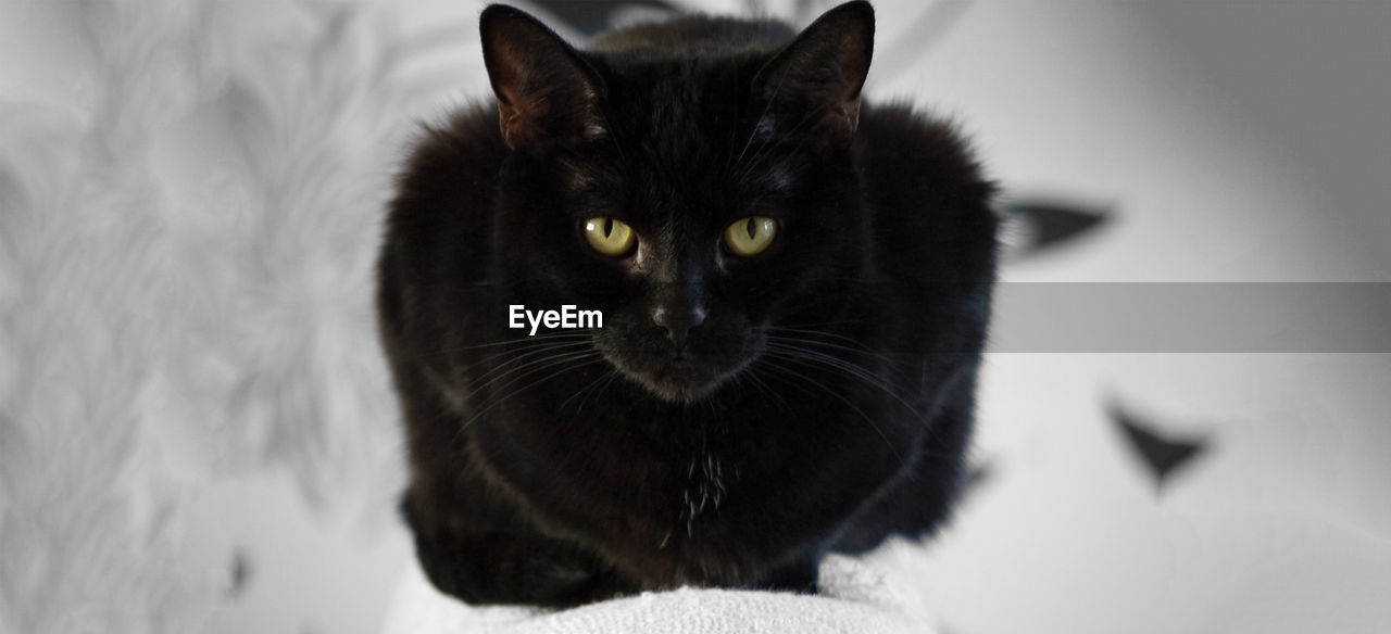 Portrait of black cat