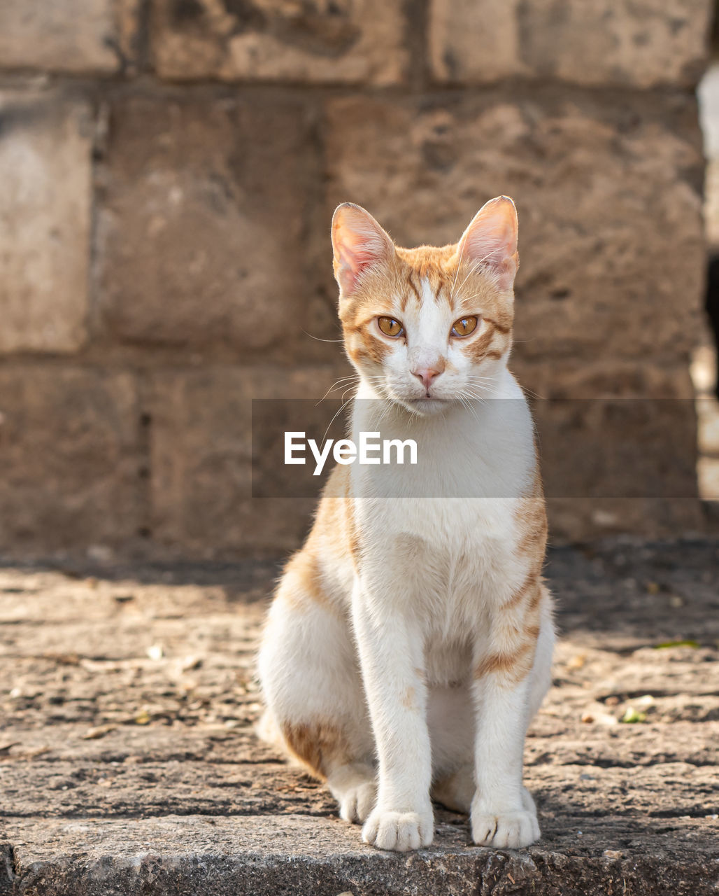 PORTRAIT OF A CAT SITTING OUTDOORS