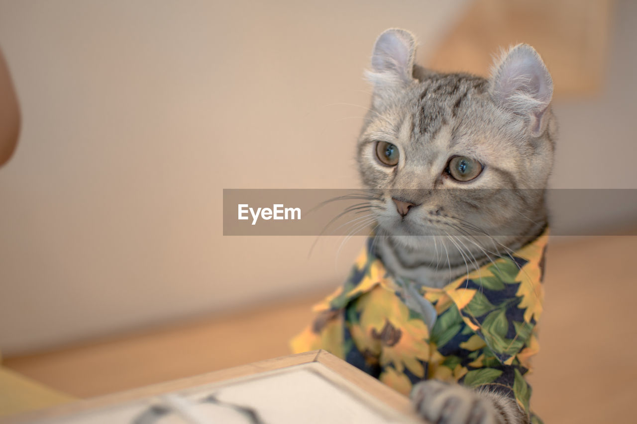 CLOSE-UP PORTRAIT OF CAT WITH EYES