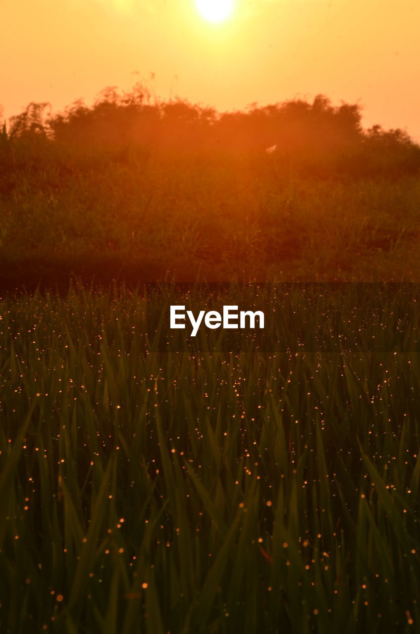 CROPS GROWING ON FIELD DURING SUNSET