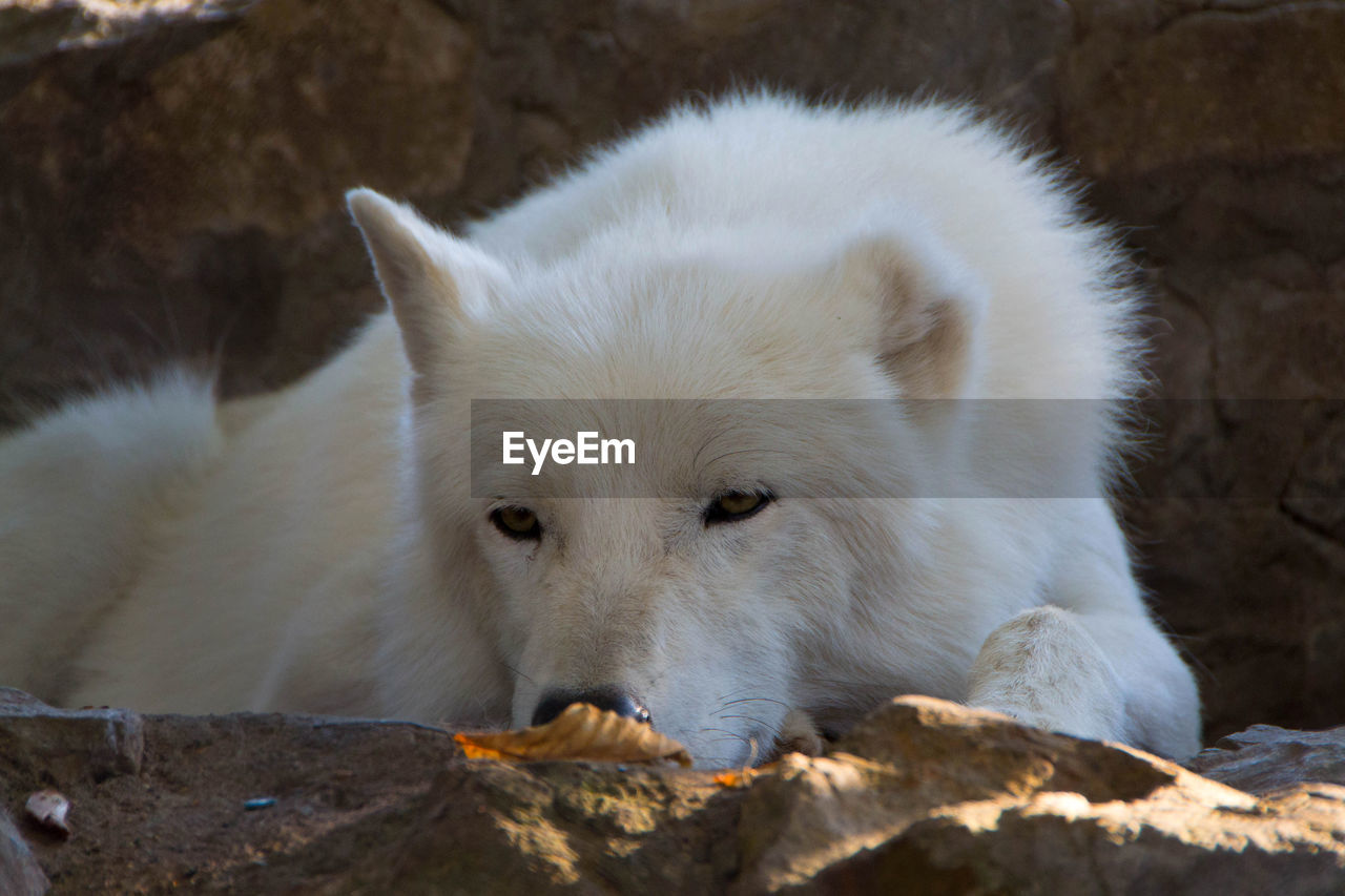 CLOSE-UP PORTRAIT OF WHITE SHEEP