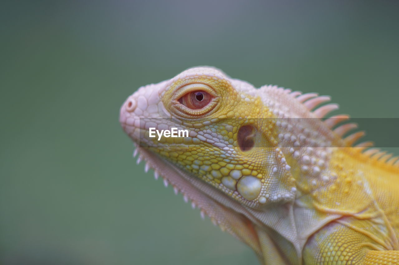 CLOSE-UP OF A LIZARD ON A ROCK