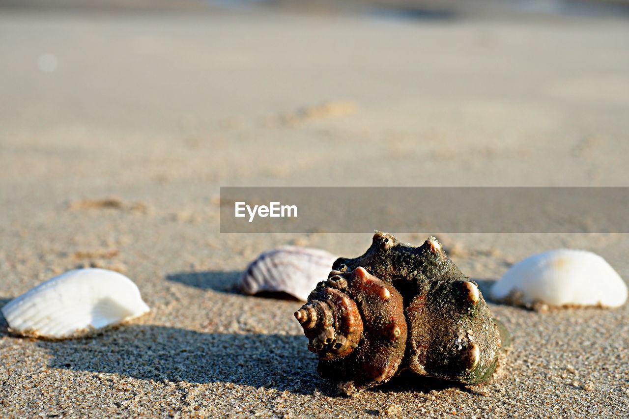 CLOSE-UP OF SEASHELL ON SAND