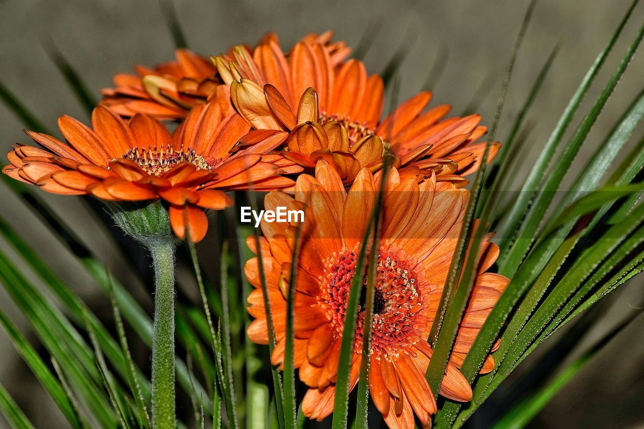 Close-up of orange flowers blooming outdoors