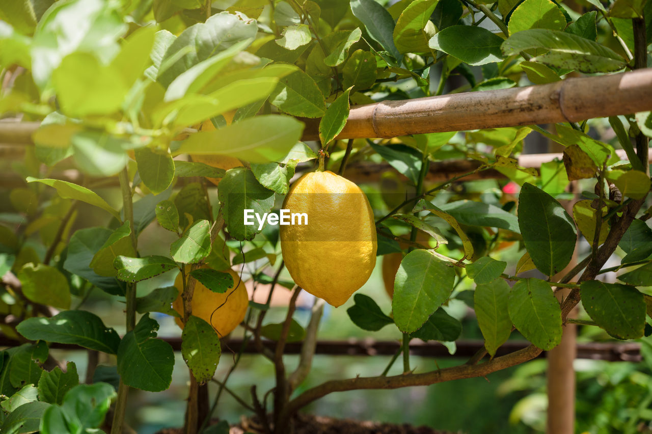 CLOSE-UP OF FRUITS ON TREE