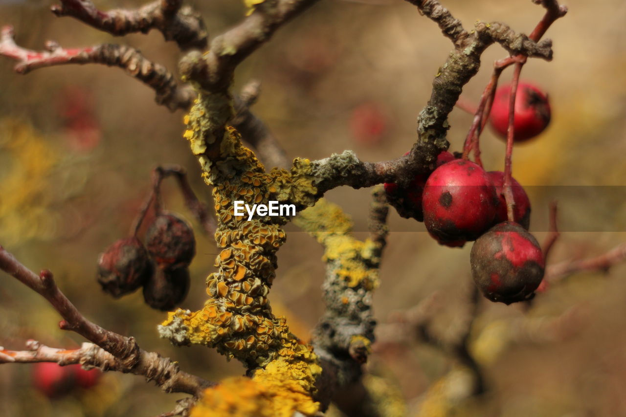 CLOSE-UP OF FRUITS HANGING ON TREE