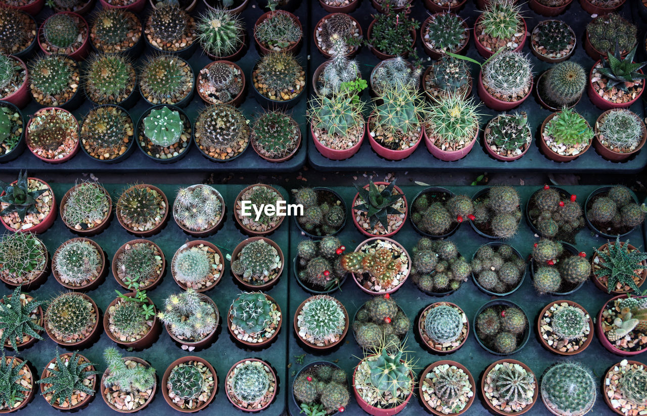 High angle view of cactus plants