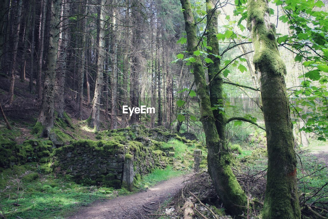 tree, plant, forest, land, natural environment, tree trunk, trunk, beauty in nature, nature, tranquility, old-growth forest, woodland, growth, non-urban scene, tranquil scene, scenics - nature, environment, green, no people, landscape, day, trail, rainforest, wilderness, outdoors, lush foliage, idyllic, jungle, footpath, foliage, branch, remote, the way forward