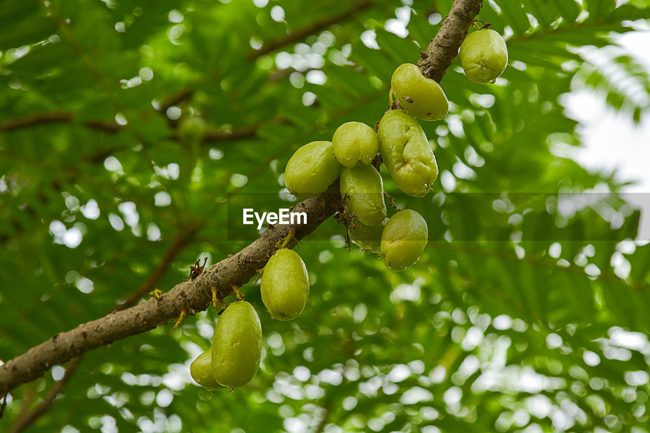 LOW ANGLE VIEW OF FRUITS ON TREE