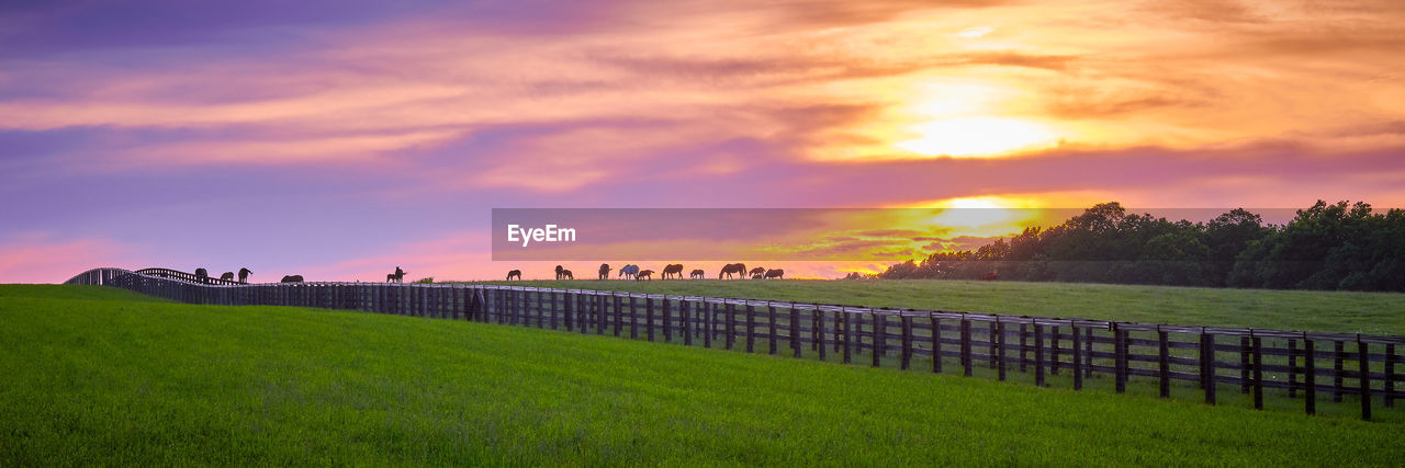 Thoroughbred horses grazing at sunset..